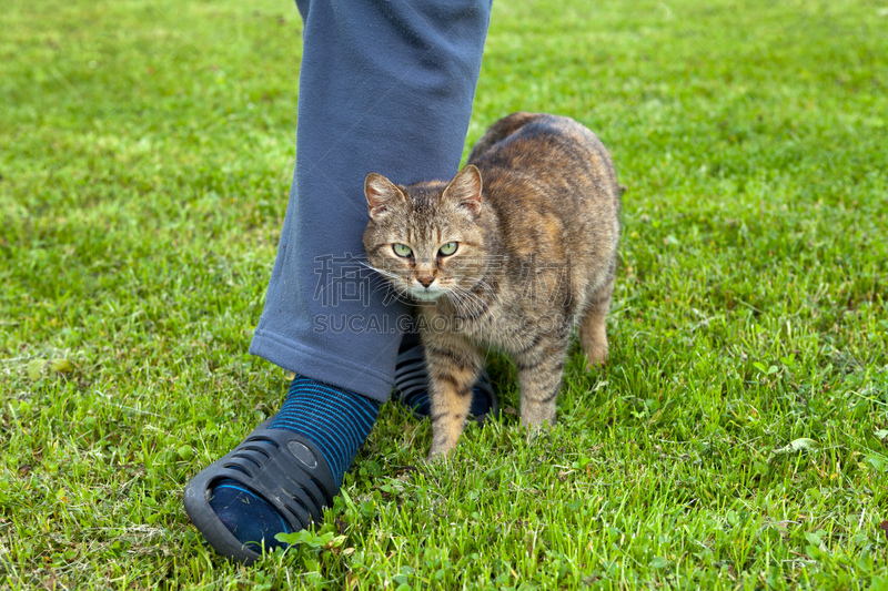 猫,灰色,绿色眼睛,四肢,水平画幅,腿,夏天,户外,草,哺乳纲