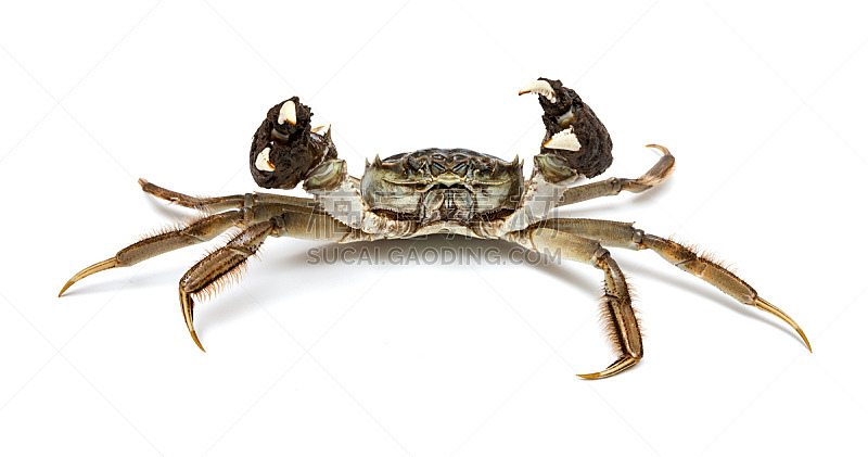 中华绒螯蟹,雄性动物,分离着色,白色背景,活力,清新,螃蟹,食品,野生动物,中国食品