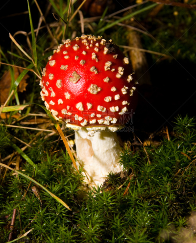 蘑菇,垂直画幅,红色,真菌,伞形毒菌,彩色图片,秋天,无人,有毒生物体,海绵