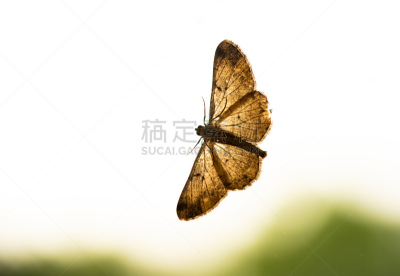 夜晚,蝴蝶,光,生物学,背景分离,野生动物,动物腿,翅膀,小的,生物
