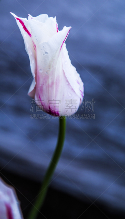 仅一朵花,菜园,春天,植物群,垂直画幅,枝繁叶茂,沙子,郁金香,草坪,夏天