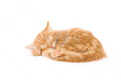 疲劳的,一只动物,小猫,组图,宠物,黄色,白色背景,图像,猫,猫科动物
