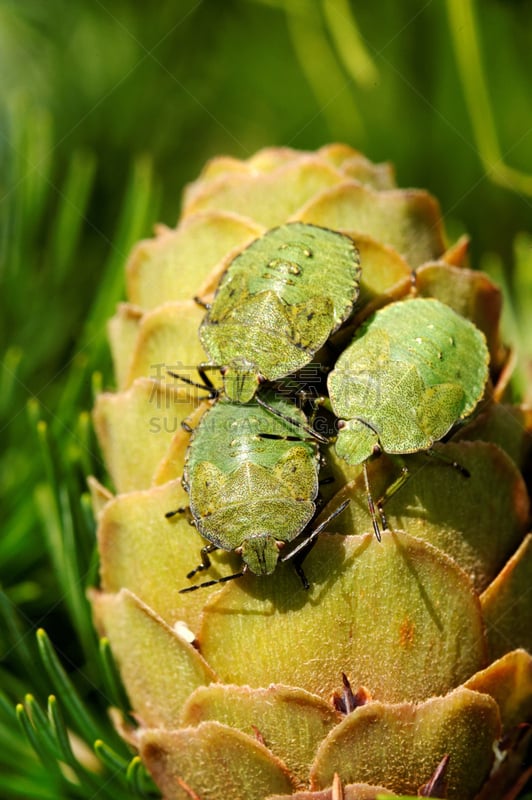 绿色,鹭管鱼,Green Shield Bug,落叶松,自然,垂直画幅,野生动物,无人,户外,摄影