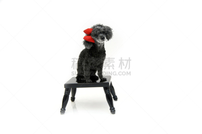 贵宾犬,宠物,狗服,留白,纯种犬,水平画幅,吧椅,可爱的,衣服,蝴蝶结
