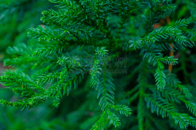 绿色,园林,西班牙,植物群,拥挤的,特内里费岛,水,兰花,枝繁叶茂,夏天