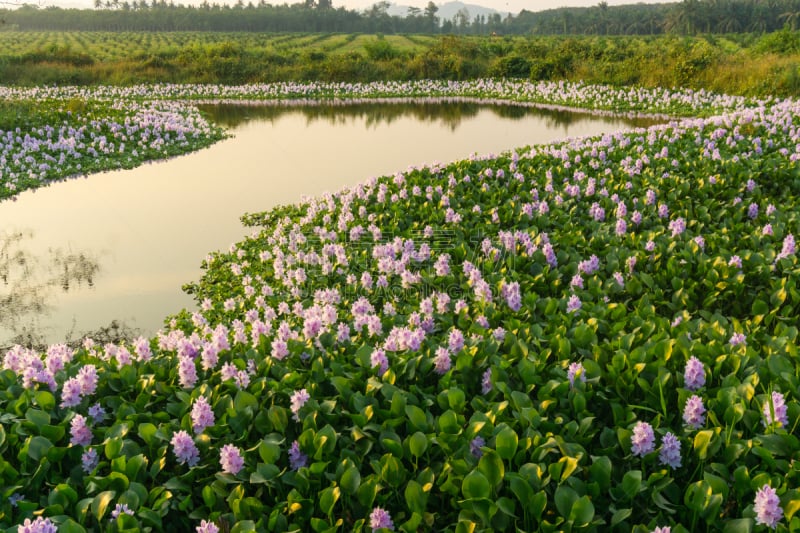 凤眼莲,自然美,清新,环境,泰国,池塘,风信子,湖,水生动植物,植物