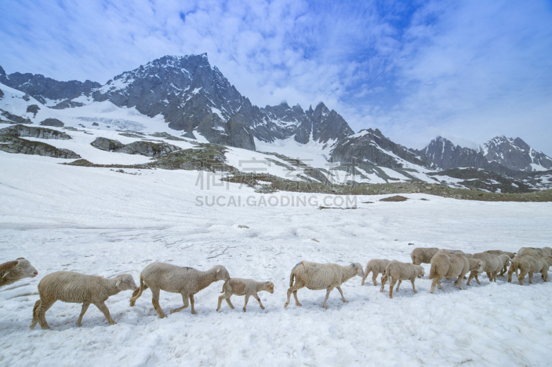 雪,绵羊,查谟和克什米尔,哺乳纲,逆境,白色,高处,坎布里亚,风景,羊群