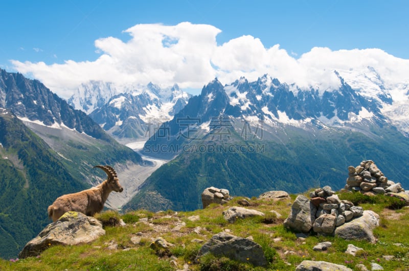 风景,勃朗峰,阿尔卑斯山脉,前面,野生白山羊,天空,雪,野外动物,夏天,尖峰