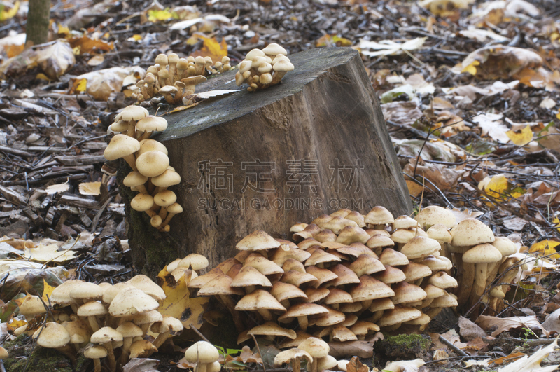 蘑菇,鳞伞菇,树桩,古典式,平衡折角灯,黄色,秋天,图像,苔藓,米色