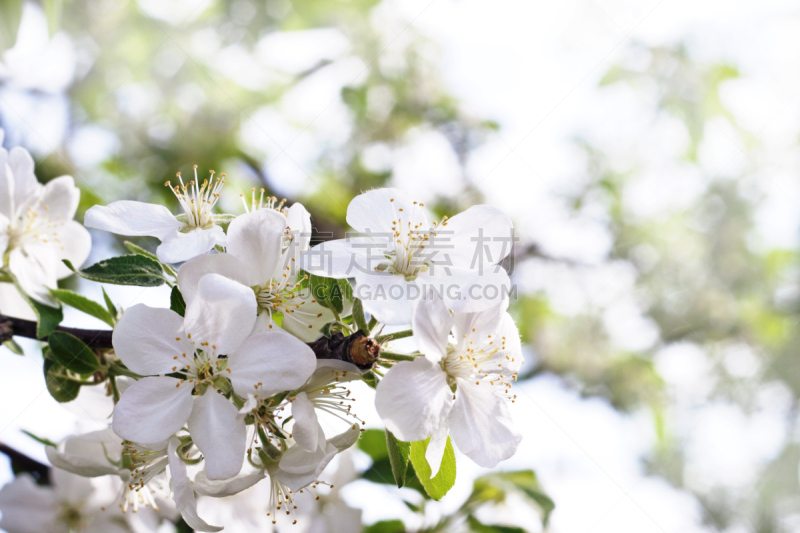 春天,留白,水平画幅,无人,夏天,户外,特写,花蕾,白色,枝