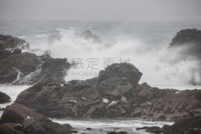 海滩,岩石,波浪,暴风雨,盐角州立公园,雷斯岬国家海岸,门多西诺县,蒙特西罗,斑海豹,温带雨林