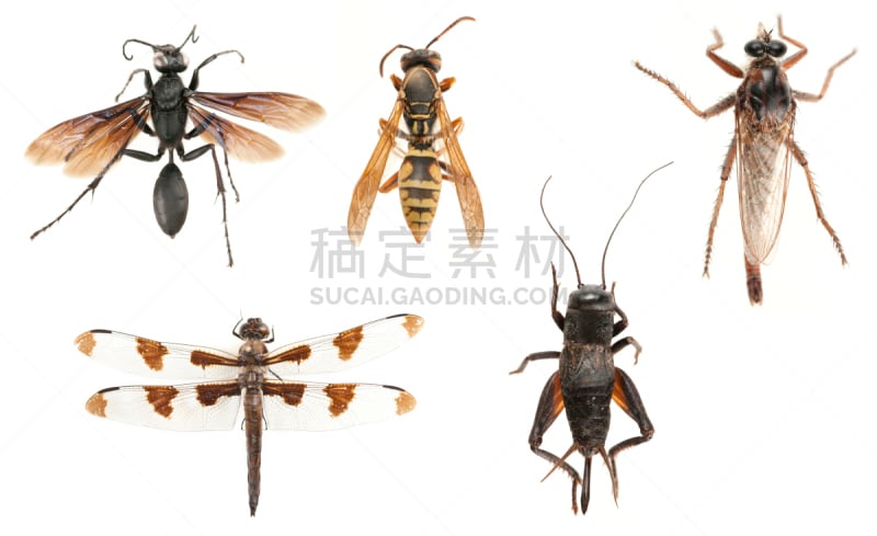 怪异,昆虫,五只动物,自然,褐色,蜻蜓,Brown Hawker Dragonfly,水平画幅,无人,收集