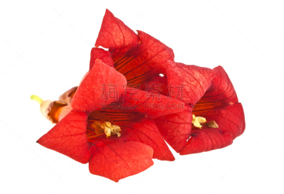 红色,白色背景,美,水平画幅,无人,邮局,夏天,特写,明亮,花蕾