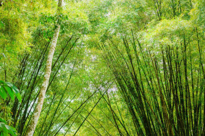 特立尼达和多巴哥,竹林,鸡尾酒,笋,竹子叶,特立尼达岛,树冠,美,气候,水平画幅