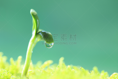 双叶区,水,植物,水平画幅,叶子,向日葵,水滴,摄影,花,生长