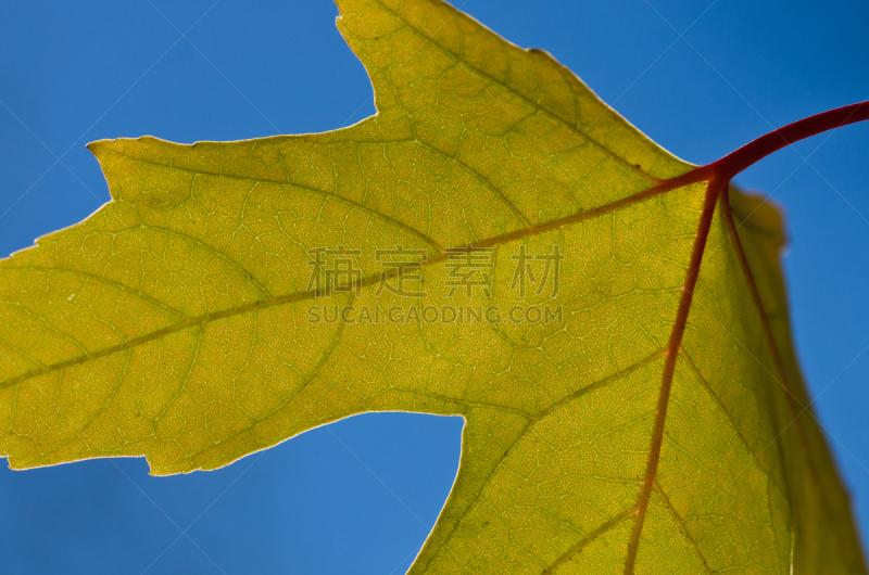 秋天,叶子,金色,叶表皮,自然,式样,水平画幅,干花,抽象,特写