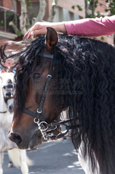 Black horse´s long mane