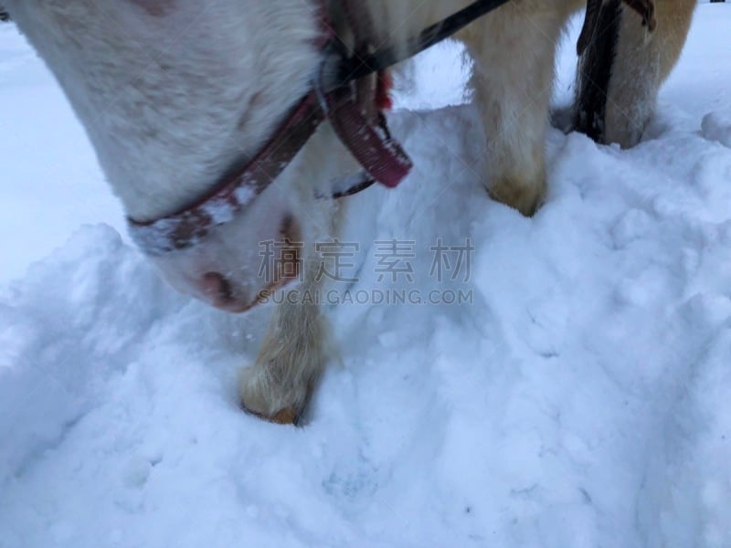 马,雪,乐趣,鞍马,有蹄哺乳动物,小马,马属,小的,动物,动物习性