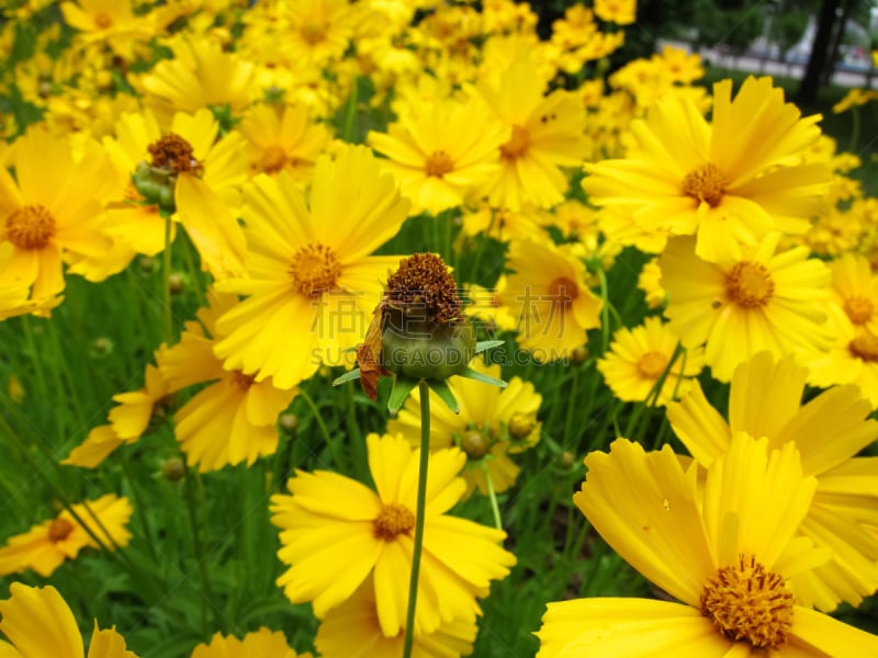 长矛,金鸡菊,黄色,纹理效果,园林,美,水平画幅,夏天,户外,特写