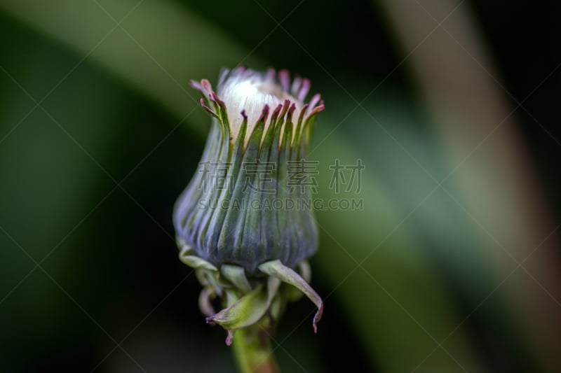 蒲公英,花蕾,波格兹,林间空地,纯净,背景分离,芦笋,加拿大,草