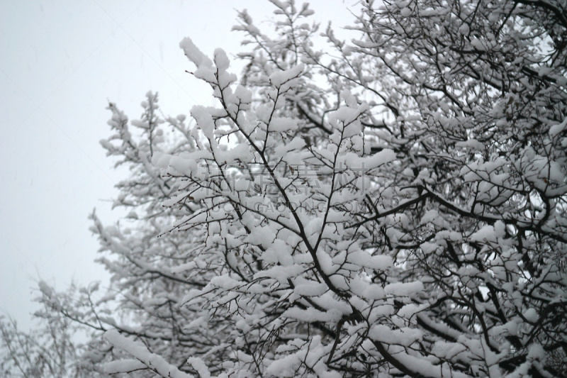 早晨,十二月,白色,自然,寒冷,季节,冬天,图像,霜,雪