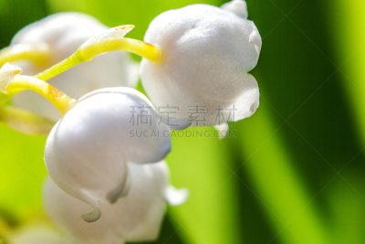 芳香的,柔和,百合花,五月,自然美,日光,铃兰,在下面,户外,季节