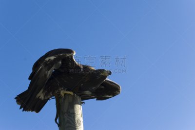鹰,天空,食肉鸟,水平画幅,金雕,预期,起飞,摄影,飞