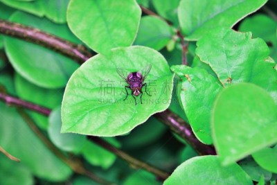两翼昆虫,叶子,绿头苍蝇,动物学,自然,野生动物,水平画幅,绿色,无人,户外