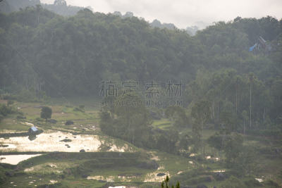 稻田,雾,早晨,有包装的,格林威治村,亚洲,自然,乡村,锥形帽,风