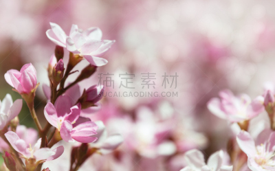 粉红佳人苹果,山楂,自然,水平画幅,无人,户外,自然美,园艺展览,白色,春天