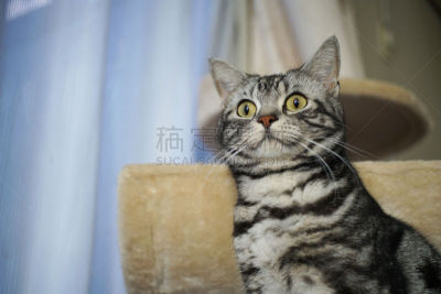 猫,正面视角,瞳孔保证金,水平画幅,日本,猫科动物,动物身体部位,宠物,短毛猫,动物