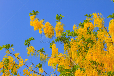 窦,肉桂,蓝色,天空,自然,水平画幅,夏天,特写