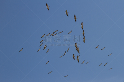 佛罗里达群岛,鹈鹕,水,天空,美,水平画幅,鸟类,动物身体部位,野外动物,户外