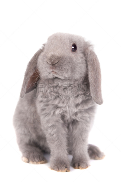 纯种犬,灰发,短横位垂耳兔,力克斯兔,自然,垂直画幅,宁静,小的,可爱的,快乐