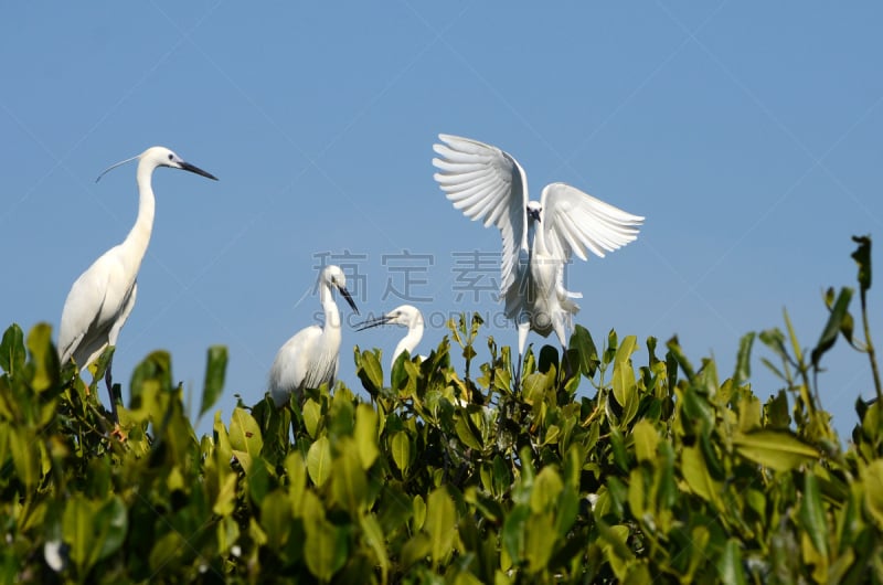 红树林,大白鹭,热带气候,野生动物,环境,白鹭,鹳,脖子,牛白鹭,池塘