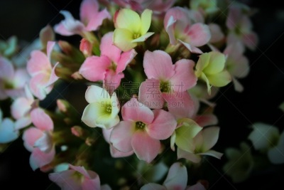 韩国,开花的山茱萸,暗色,流水,花的组成部分,植物,户外,晴朗,开花植物,业余爱好