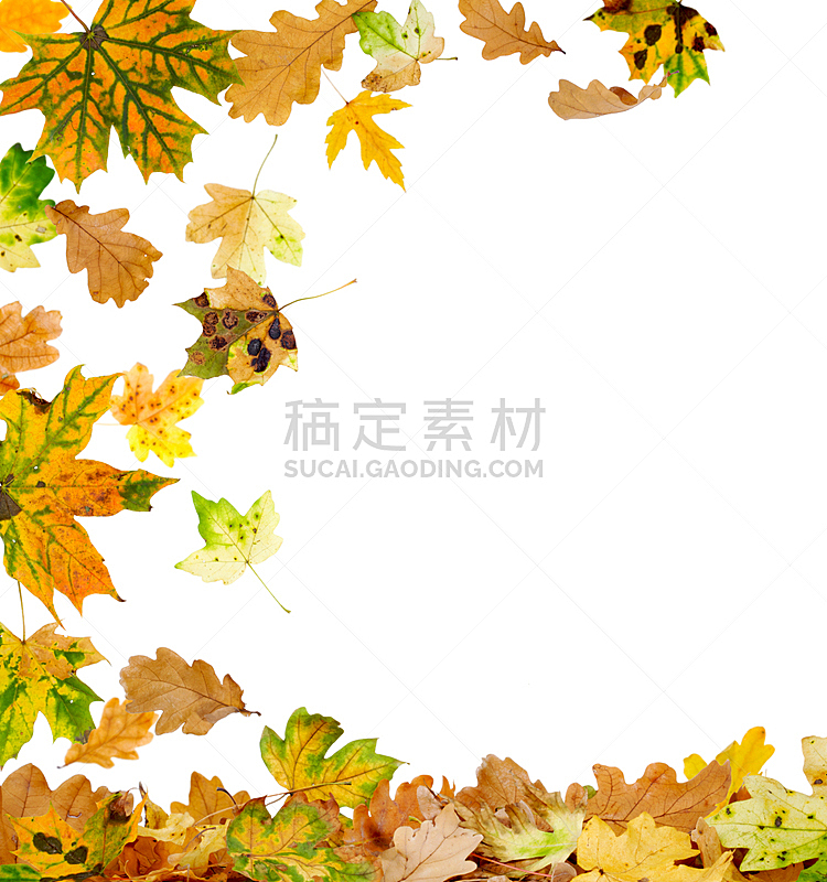 叶子,垂直画幅,褐色,枯萎的,绿色,橙色,秋天,无人,白色背景,干的