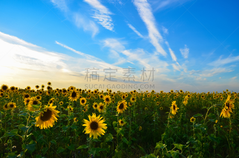 向日葵,天空,水平画幅,泥土,夏天,户外,特写,单一栽培,农作物,田地