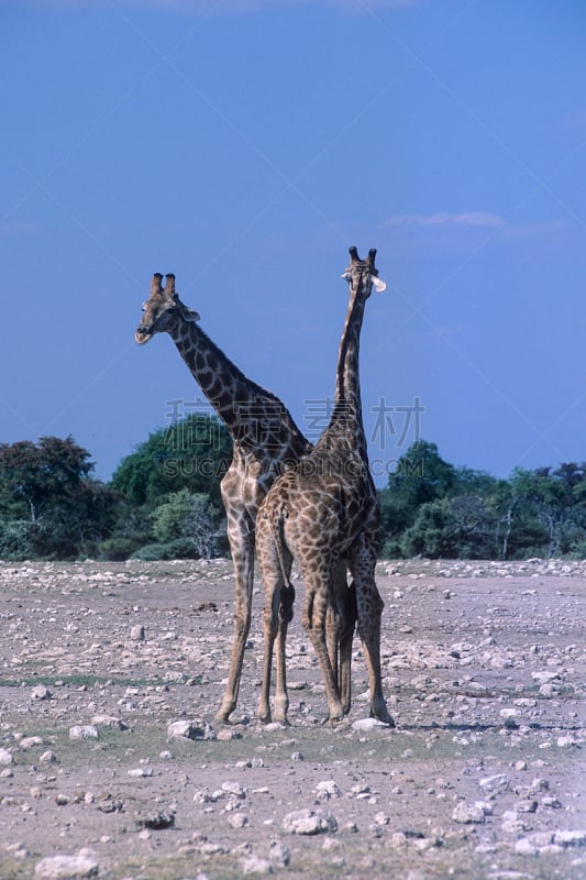 长颈鹿,ongava game reserve,自然,垂直画幅,水洞湖,野生动物,食草动物,非洲,户外,哺乳纲