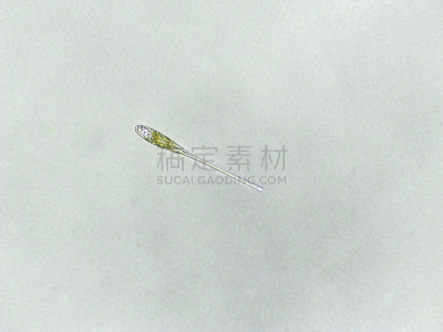 藻类,放大效果,在下面,生物学,生物燃料,显微镜,退化单眼,淡水,海洋生命,环境