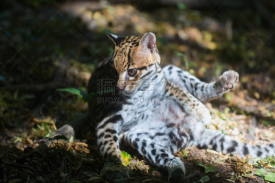哺乳纲,南美洲虎猫,有爪哺乳动物,野生猫科动物,水平画幅,猫科动物,野生动物保护区,自然美,摄影,清洗