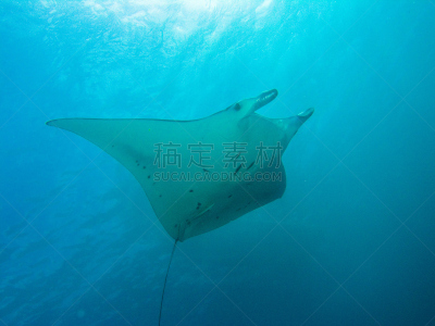 巨大的,魟鱼,水,水平画幅,水肺潜水,大西洋,水下,野外动物,塑胶,玳瑁