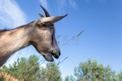 山羊,天空,背景,注视镜头,海洋,农业,立陶宛共和国,可爱的,几何形状,牛奶