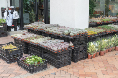 花店,旺角,九龙,植物苗圃,零售店,水平画幅,生物,无人,板条箱,商店