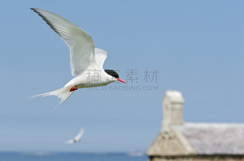 北极燕鸥,法恩群岛,诺森伯兰郡,燕鸥,天空,水平画幅,鸟类,动物身体部位,野外动物,海岸地形