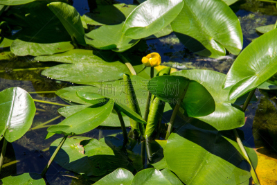 白兰地酒瓶睡莲,yellow water,黄睡莲,黄体,吕勒奥,花冠,沼泽,河岸,野花,水生植物