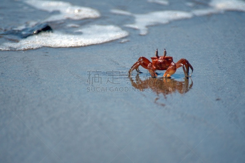 红石蟹,湿,红色,拉丁美洲,图像,国家公园,海洋,太平洋,厄瓜多尔,马查利亚国家公园