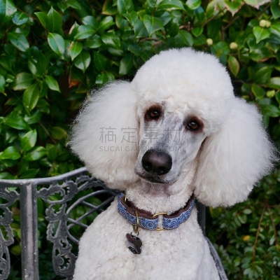 贵宾犬,后院,遛狗师,纯种犬,犬恶丝虫,肖像,受过训练的狗,狗,个人卫生用品,驯狗员