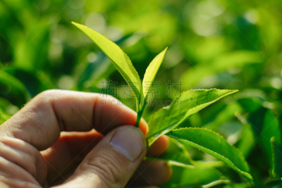 茶树,水平画幅,户外,奶酪,马来西亚,泰国,伊兰,花蕾,商业金融和工业,农业