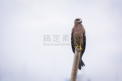 金雕,美,留白,褐色,食肉鸟,水平画幅,奇旺,无人,鸟类,户外